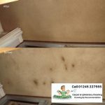 Professional Pet Stain Removal in Maldon