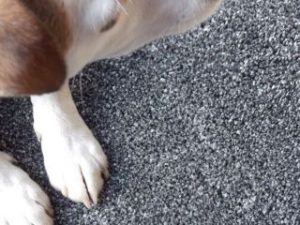 Carpet cleaning for allergies